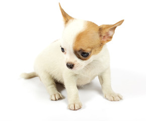 small chihuahua puppy