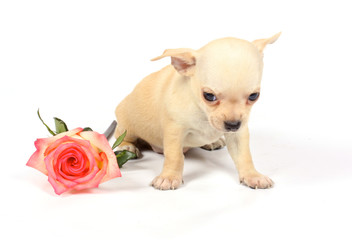 chihuahua puppy in studio