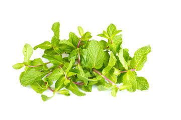 Fresh Green Mint Isolated