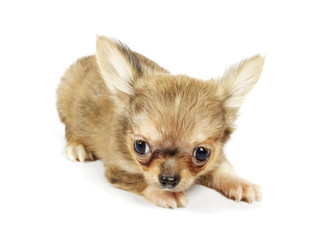 small chihuahua puppy