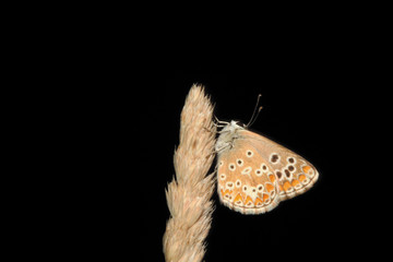 Mariposa en espiga, polyommatus amandus