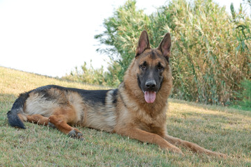 cucciolo di pastore tedesco