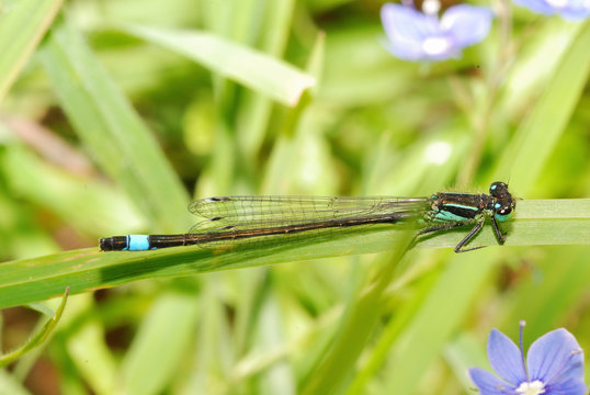 Blue tailed dragonfly