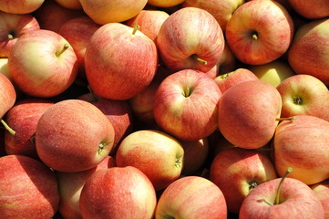 Mele rosse appena raccolte