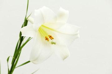 Naklejka na ściany i meble Biała lilia