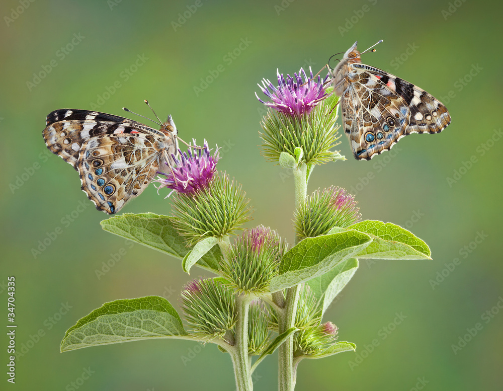 Poster two painted ladies