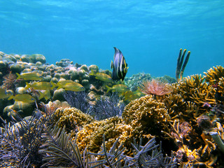 Colorful coral reef with tropical fish in the Caribbean sea