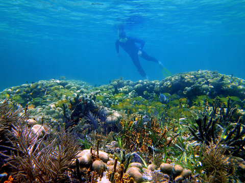 Fototapeta Snorkeler watching a shoal of tropical fish in a coral reef of the Caribbean sea, Panama, Central America