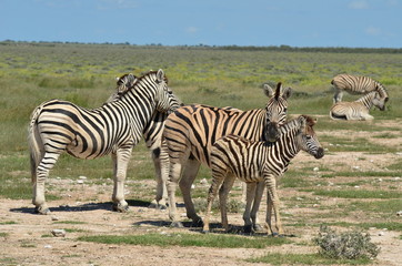 Fototapeta na wymiar grupa zebr z młodą jeden w parku Etosha w Namibii