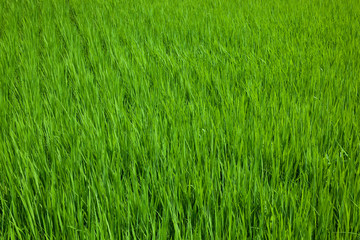 farm[paddy_field]_01