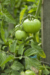 Green Tomato