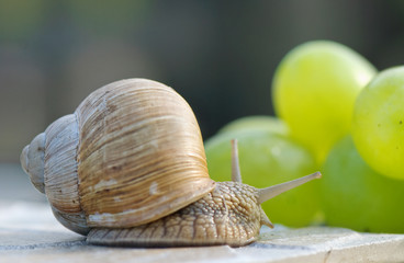 Garden snail  and grapes