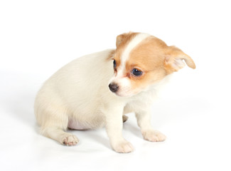 chihuhua puppy on the white background