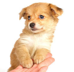 Obraz premium chihuhua puppy on the white background