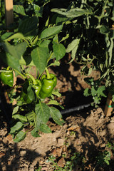 Pimientos verdes de huerta