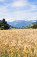 "Kornfeld mit Aussicht 1"