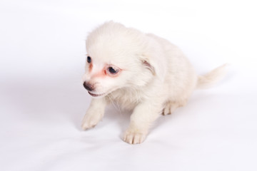 chihuhua puppy on the white background