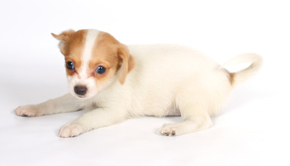 chihuhua puppy on the white background