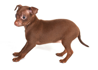 chihuhua puppy on the white background