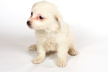 chihuhua puppy on the white background