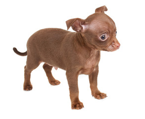 chihuhua puppy on the white background