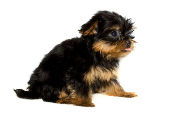 Yorkshire Terrier puppy