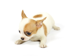 small chihuahua puppy