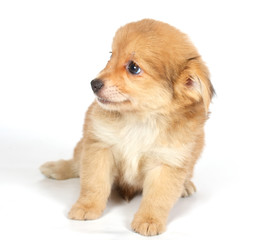 chihuhua puppy on the white background