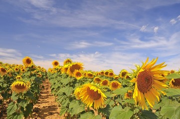 Obraz premium Campo de girasoles.