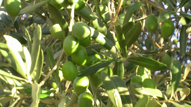 olive tree