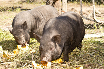 Vietnamese pig