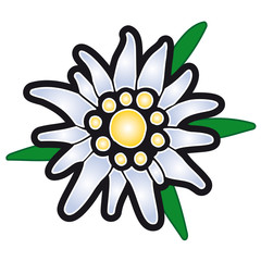 Alpenblume  / Edelwei&szlig; / Edelweiss