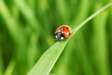 ladybug on grass