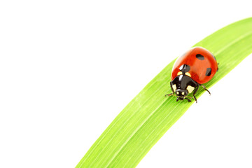 ladybug on grass