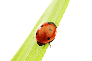 Fototapeta premium ladybug on grass