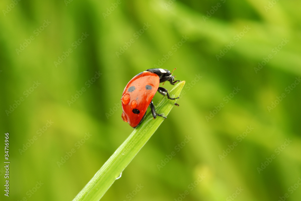 Poster ladybug on grass