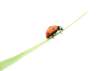 ladybug on grass