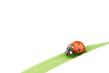 ladybug on grass