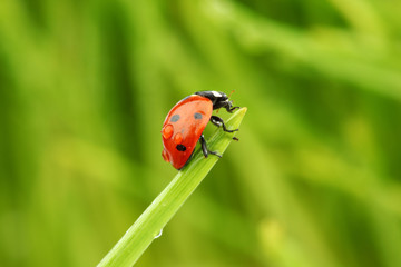 Obraz premium ladybug on grass