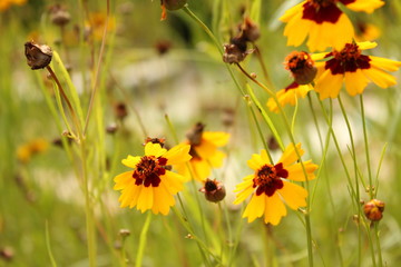 黄色のデイジー畑