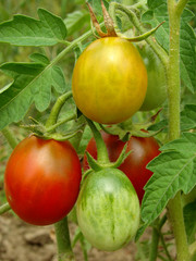 bunch of tomatoes