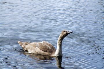 young swan on lake