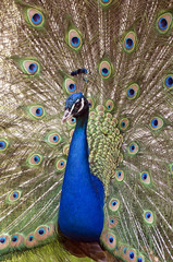 Obraz premium Der eitle Pfau