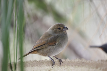 oiseau sur une branche
