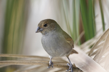 oiseau sur une branche
