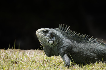 plan raproche d'un Iguane