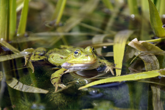Der Froschk&ouml;nig