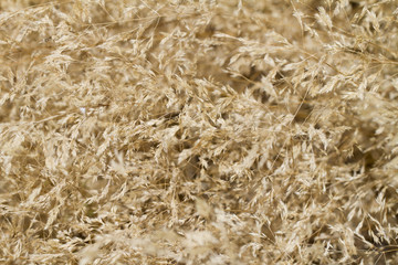 dry vegetation