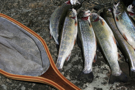 Fruit de la p&ecirc;che