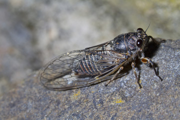 cicada insect